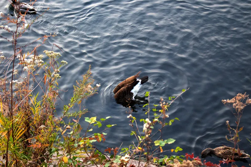 A duck in close-up